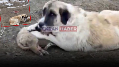 Muş’ta yürekleri sızlatan görüntü: 4 yavru köpek soğuktan öldü