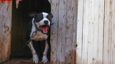 İstanbul'da polise pitbull ve bıçaklı saldırı!