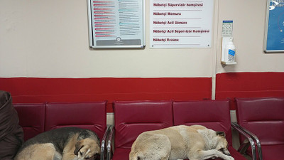Bakanlık harekete geçti! Sokak köpekleri toplatılıyor