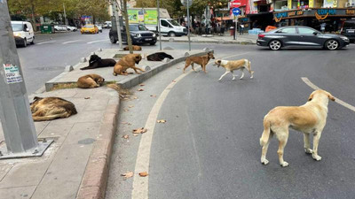 Bakanlık uyardı! Sokak köpekleri hakkında yeni karar