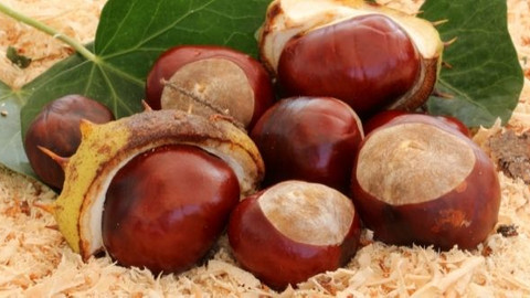 Azı karar... Kestane ve sağlığa etkileri