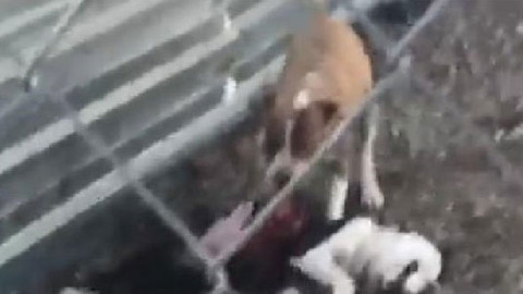 Barınak değil, hayvanlar için ölüm kampı! Köpekler birbirini parçaladı...