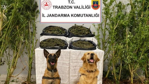 Uyuşturucu tacirine jandarma göz açtırmadı!