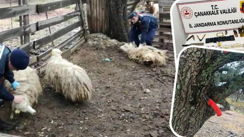Çanakkale'de hayvan hırsızlığı operasyonu: 5 kişi yakalandı