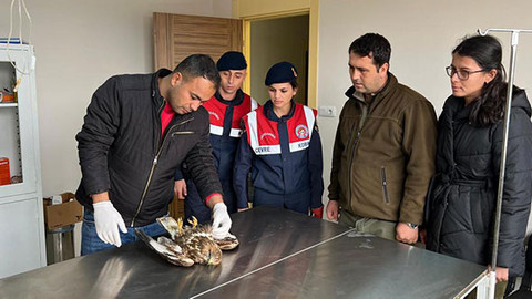 Yaralı şahine jandarma şefkati