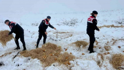 Jandarma ekipleri yaban hayvanları için doğaya yem bıraktı