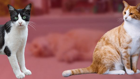 İstanbul’da kedi katliamı: Hayvanseverler tepkili, sorumlular aranıyor