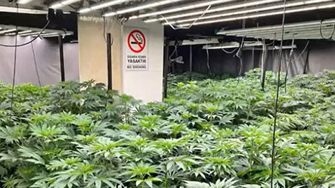 İstanbul’da uyuşturucu operasyonu: 241 kg esrar, 1550 kök kenevir ele geçirildi
