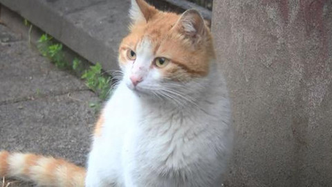 Kadıköy'de kedi katliamı! Toplu ölümler mahalleliyi ayağa kaldırdı