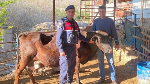 Jandarma kayıp ineği drone ile buldu