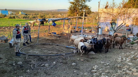 Kayıp hayvanları jandarma buldu