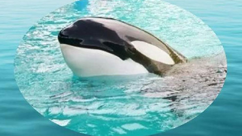 Yarım asırlık esaret bitiyor! ‘Lolita’ serbest kalacak