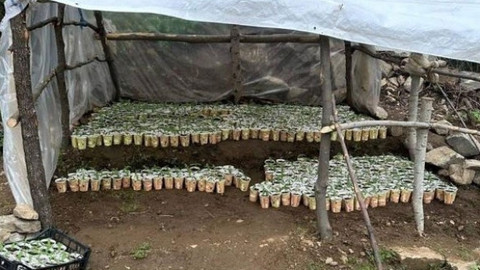 Jandarma’dan uyuşturucu operasyonu: 3 bin 340 kök kenevir ele geçirildi