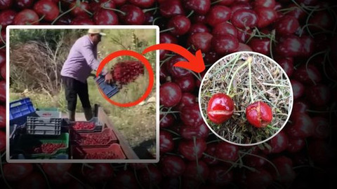 Mayıs yağmuru kirazları çatlattı, çiftçi isyan etti!