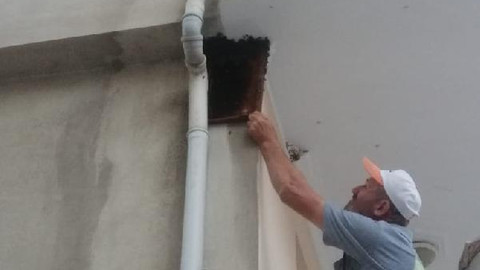 Bursa'da oğul veren arılar balkonu sardı