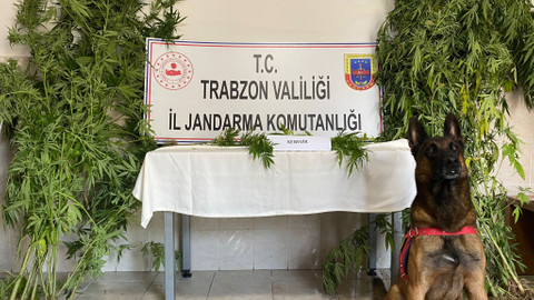 Trabzon'da uyuşturucu operasyonu: 'Limon' geçit vermiyor!