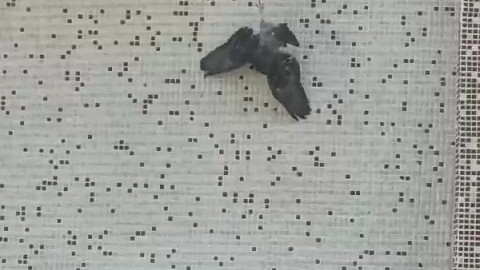 Pencerede ipe asılı kalan güvercini itfaiye kurtardı
