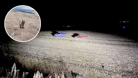 Ardahan'da 'fil' alarmı: Valilik'ten açıklama geldi