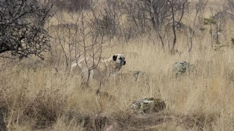 Keçiören Belediyesinden köpek saldırısıyla ağır yaralanan çocuğa ilişkin açıklama