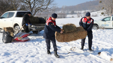 Bolu'da yılkı atları için karla kaplı yaylalara yem bırakıldı