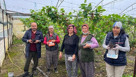 Erkenci karadutun tanesi 2,5 liradan alıcı buluyor