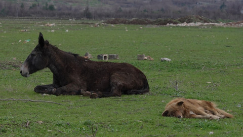 Irak’ta sakat katırı koruyan köpeğin dostluğu görenleri gülümsetiyor