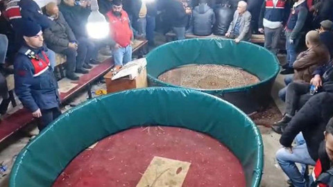 Hayvansever derneğinde horoz dövüştürdüler: Jandarmadan suçüstü yakaladı!