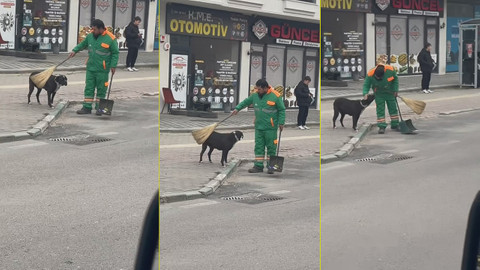 Belediye görevlisi süpürge ile sokak köpeğini temizledi