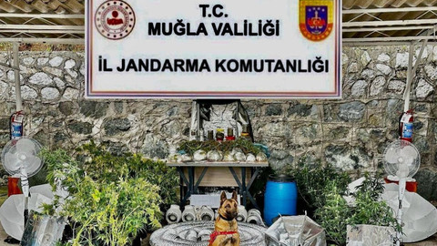 Şok uyuşturucu baskını! Jandarma, 'Azot' sayesinde eliyle koymuş gibi buldu