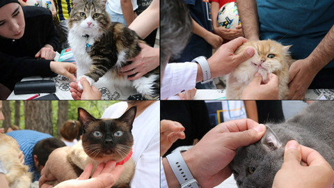Tokat'ta kedi güzellik yarışması düzenlendi!