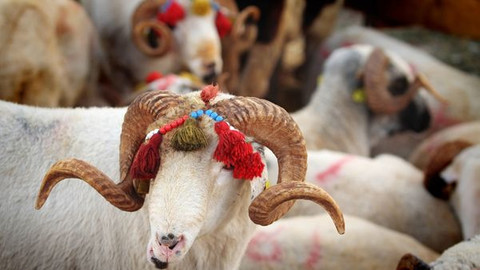 Kurban Bayramı tarihleri ne zaman? 2025 yılı 4 Günlük Kurban Bayramı hangi tarihlerde idrak edilecek?
