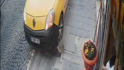 Taksici kaldırımdaki köpeği görmeyip ezdi, köpekseverin saldırısına uğradı!