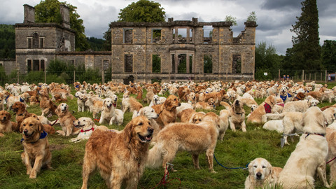 İngiltere, köpekler için barınak sorunu yaşıyor