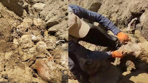 Sürü psikolojisi can aldı! 28 koyun uçurumdan atlayıp telef oldu
