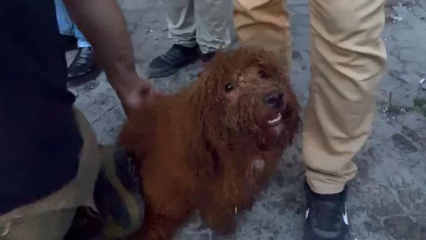 Küçükçekmece'de enkaz altında kalan sevimli köpek Cookie, ekiplerce kurtarıldı