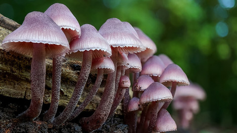 Çorum'da mantar zehirlenmesi: 7 kişi hastaneye kaldırıldı