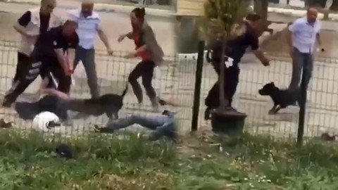 Ağızlıksız gezen köpek, vatandaşa saldırdı! Polis vurmak zorunda kaldı...