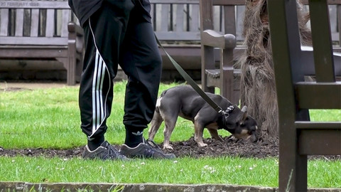 Sokak köpeklerine ilişkin teklif TBMM'ye sunuldu: Ötanazi detayı kesinleşti