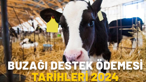 BUZAĞI DESTEK ÖDEMESİ TARİHLERİ 2024: Buzağı desteği ödemeleri ne zaman yapılacak?