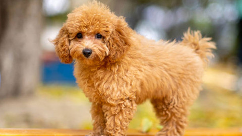 Sahte köpekleri “sahiplenme bedeli” adı altında sattılar! Dolandırıcılıktan hapis istemiyle yargılanıyorlar