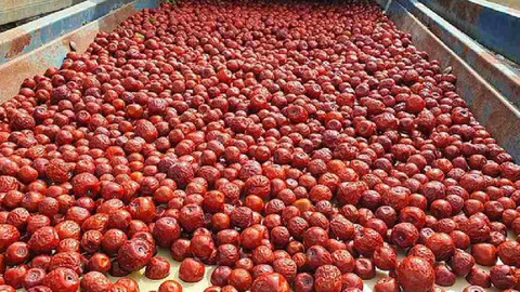 İsmi ‘Ölümsüzlük meyvesi’ Özenle toplanıyor, faydası saymakla bitmiyor