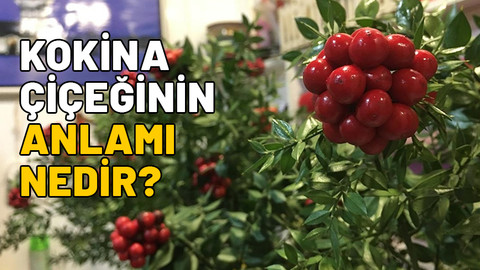 KOKİNA ÇİÇEĞİNİN ANLAMI! Yılbaşı çiçeği kokina ne anlama geliyor, neden alınıyor?
