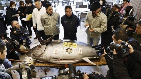 Japonya'da dev balık 1,3 milyon dolara satıldı