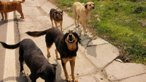 Başıboş köpekler yine dehşet saçtı! Küçük çocuk ölümden döndü