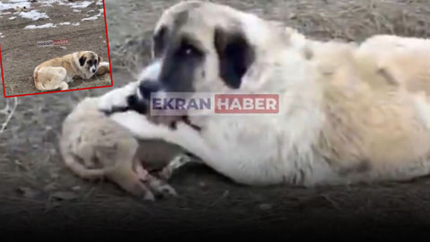 Muş’ta yürekleri sızlatan görüntü: 4 yavru köpek soğuktan öldü