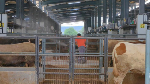 Türkiye'nin en büyük hayvan pazarında şap karantinası