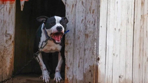 İstanbul'da polise pitbull ve bıçaklı saldırı!