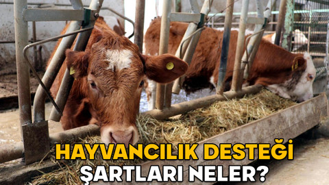 HAYVANCILIK DESTEKLERİ 2025: Hayvancılık desteği şartları neler? Kimlere 2 yıl geri ödemesiz kredi verilecek?