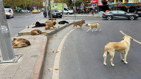 Bakanlık uyardı! Sokak köpekleri hakkında yeni karar