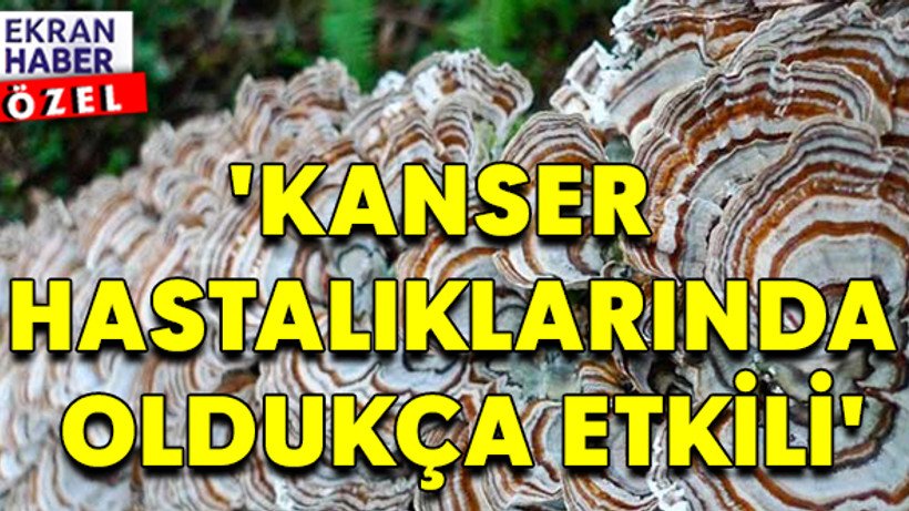 Hindi kuyruğu mantarı ve sağlığa etkisi!